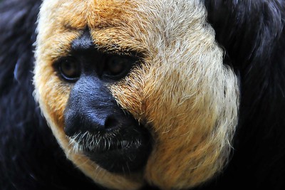 animaux zoo la boissiere du dore