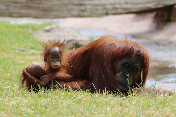 la boissiere du dore zoo