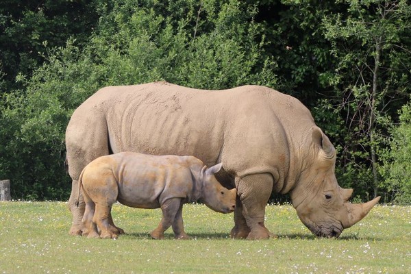 parc zoologique nantes